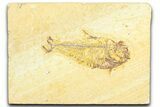 Bargain, Fossil Fish (Diplomystus) - Wyoming #360739-1